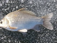 낚싯대포럼 > 포럼 공통 > 초봄부터 사용한 48대이상 비교