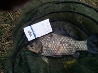 조황/조행기 > 낚시점 조황 > 청도권(신지,풍낙,명곡)조황입니다..