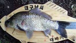 조황조행기 > 낚시점 조황 > 안녕하세요. 의성ic대구낚시입니다.