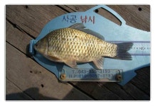 조황조행기 > 낚시점 조황 > 알제리전핫팅 윤낚시 김기호 실리곡 낚시터대물들