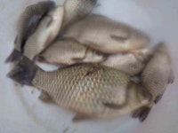 조황조행기 > 낚시점 조황 > 이박사 조황 정보.