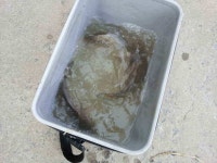 조황조행기 > 낚시점 조황 > 서산 잠홍지 평지형 저수지권 조황정보