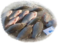 조황조행기 > 낚시점 조황 > 연일 대박!!