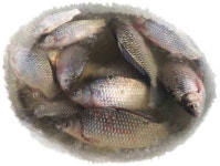 조황조행기 > 낚시점 조황 > 연일 대박!!