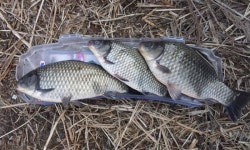 유료터정보 > 유료터 이용후기 > 삼성지낚시터 월척