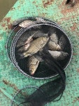 유료터정보 > 유료터 홍보 > (충남)아산 안골지 조황정보입니다.