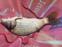 유료터정보 > 유료터조행기 > 블랙베어의 유료터 조행기 - 동교낚시터