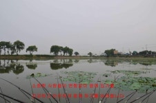 조황/조행기 > 작품 조행기 > 싸나이 한길 붕어사랑 (151탄)