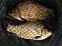 조황/조행기 > 특파원조황 > 배수중에 대물 입질..