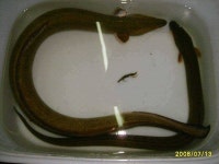 조황조행기 > 특파원조황 > [충주호] 월척붕어 소식에 1.5kg의 대물장어 소식입니다.