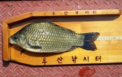 조황조행기 > 특파원조황 > 후산낚시터 월척붕어 소식입니다.