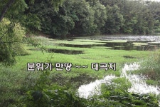 조황조행기 > 특파원조황 > 장마철 붕어낚시 청신호