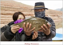 조황조행기 > 특파원조황 > 대류 한버들 45 cm ,41 cm ,39 cm 대물 조황..