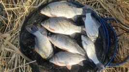 조황/조행기 > 특파원조황 > [평택호] 조황