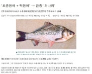 월척지식 > 대물낚시 > 희나리 붕어 에대하여 궁궁합니다