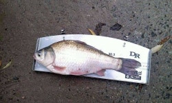 조황조행기 > 모바일간편조행 > 물색 좋은 노산지