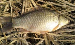 조황조행기 > 모바일간편조행 > 평택 팽성대교부근