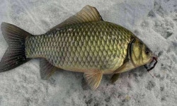 조황조행기 > 모바일간편조행 > 평택 팽성대교부근