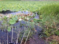 조황/조행기 > 회원 조황 > 연밭에서~