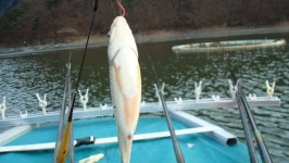 조황/조행기 > 회원 조황 > 경산 조곡지 보트낚시