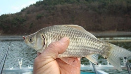 조황/조행기 > 회원 조황 > 경산 조곡지 보트낚시