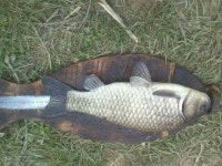 조황/조행기 > 월척컵 토종붕어 챔피언십 > 성주 소류지