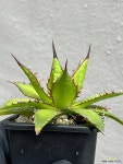 호리다실생 아가베 agave horrida ssp. Seedling : 아가베 - 엑스플랜트