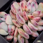 마르쉘(0319-841 : 다육식물 - 엑스플랜트