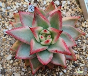 소천(소정 천사)마리아 금 : 다육금 - 엑스플랜트