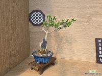 진궁.고마유미[동일품]324 : 분재 - 엑스플랜트