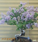 [미스김라일락] 전국노지월동 토종꽃 향기 J0651 -동일품 배송- 높이 40cm 폭 40cm : 분재 - 엑스플랜트