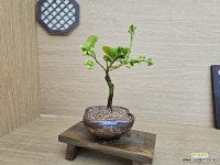 귤나무[동일품]328 : 분재 - 엑스플랜트