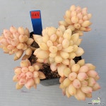 연지곤지자연군생 : 다육식물 경매 - 엑스플랜트