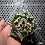 白鯨 백경 아가베 티타노타 agave titanota 4 : 아가베 - 엑스플랜트