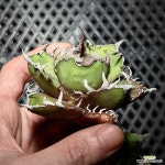 (아성체2) Caesar 시저 아가베 티타노타 agave titanota : 아가베 - 엑스플랜트 (아성체2) Caesar 시저 아가베 티타노타  agave titanota... 