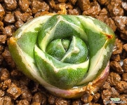 A형 Agave victoriaereginae 복륜금 : 아가베 경매 - 엑스플랜트