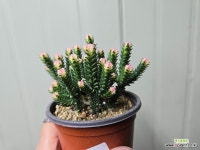 중탑 소품 어린이날선물 : 다육식물 - 엑스플랜트