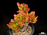 호빗 31-149 : 다육식물 - 엑스플랜트