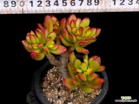 호빗 31-149 : 다육식물 - 엑스플랜트