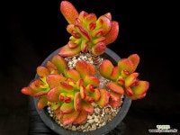 호빗 31-149 : 다육식물 - 엑스플랜트