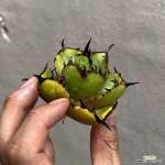 흑우각 아가베 티타노타 agave : 아가베 - 엑스플랜트