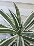 [드라세나 화이트 쥬얼] J0774 -동일품 배송- 높이 50cm 폭 50cm : 공기정화식물 - 엑스플랜트