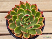 꽃물금 : 다육금 - 엑스플랜트