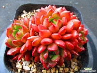 핑클루비11349 : 다육식물 - 엑스플랜트