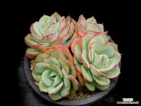 피치스앤크림 102-49 : 다육식물 - 엑스플랜트