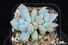 후레뉴 1579 : 다육식물 - 엑스플랜트