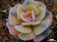 큐빅프로스티금 0516-085 : 다육금 - 엑스플랜트