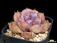 쟈도르(소) 44- : 다육식물 - 엑스플랜트