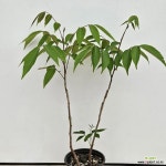 검양옷나무8 : 야생화 - 엑스플랜트