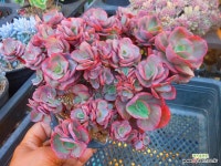 수연묵은대품 0525-2106 : 다육식물 - 엑스플랜트